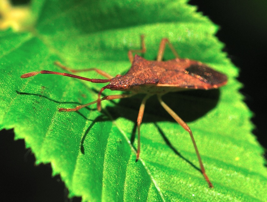 Coreidae: Gonocerus acuteangulatus della Romagna